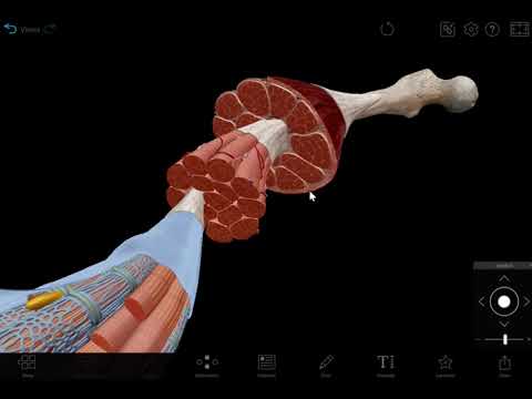 Visible Body | The Structure of Skeletal Muscle