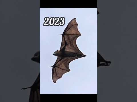 2023 bat and 5000bce bat || Past animals ||#shorts #Trend #trend #new #evolution #animal #today