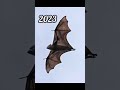 2023 Bat And 5000bce Bat Past Animals Shorts Trend Trend New Evolution Animal Today