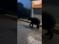 Oso es captado buscando comida afuera de un Oxxo en Lomas del Valle, San Pedro, N.L.