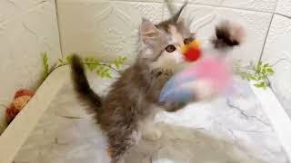 メインクーンの動画01