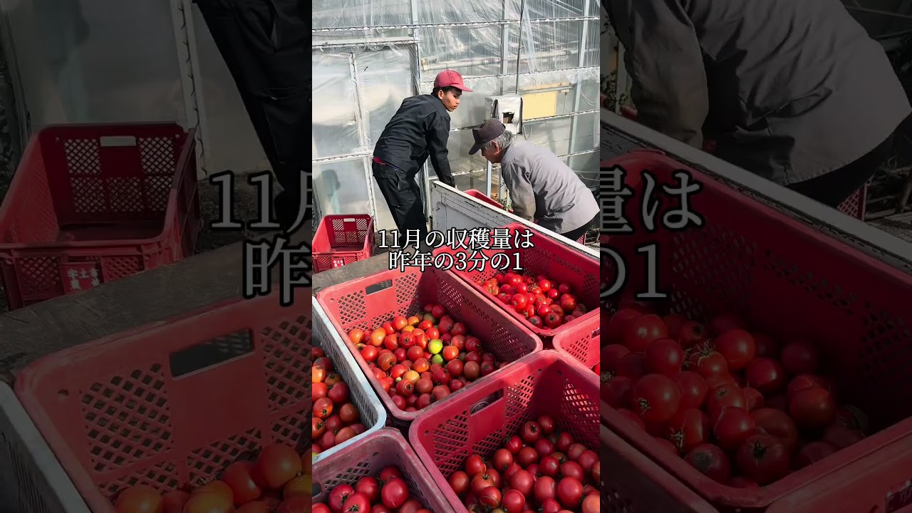 自然の怖さ、また失敗 #トマトジュース #熊本 #農業