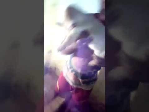 Labrador retriever gives babies