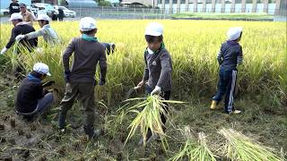 9月2日【びわ湖放送ニュース】地域と学ぶ　草津市の小学生が稲刈り体験
