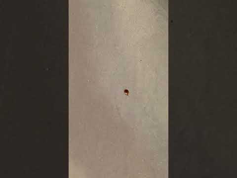 Video of bedbug in the cabin bed