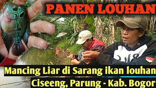 Download lagu PANEN IKAN LOUHAN, mancing alam liar spot cogreg ciseeng parung #Strike Flowerhorn Indonesiafishing mp3