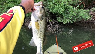 Catching Big Summer Bass On Swimbaits !!! ( kayak fishing )