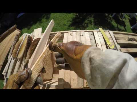 Avläggare från LN till TBH i Kungsladugårds bigård