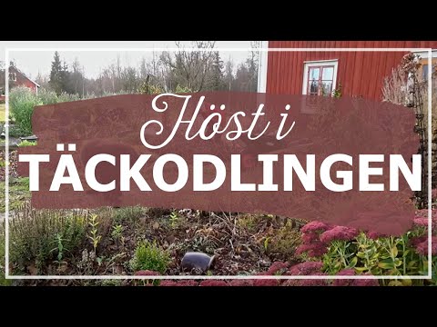 Höst i täckodlingen