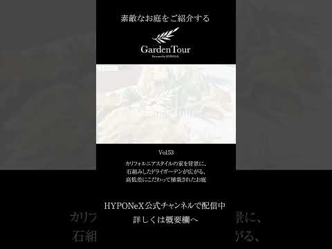 plantes-couvre-sol-Lysimachia-nummularia-herbe-écus