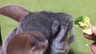 【チンチラ】トトロさんのお食事　The world's most cute chinchilla meal