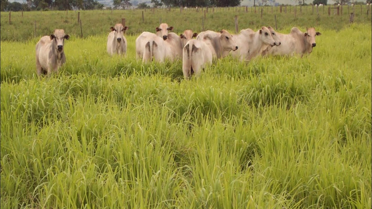 Formação de Pastagens