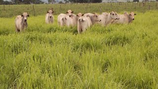 Formação de Pastagens