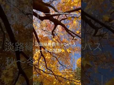 淡路緑景観キャンパスの秋～冬の風景 #兵庫県立大学 #緑環境景観マネジメント研究科 #大学院