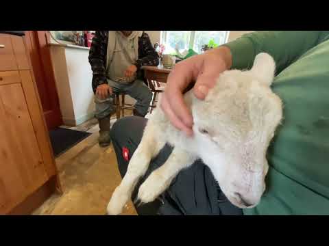 Toby labradoodle pup and his mate Buck the  ram Lamb