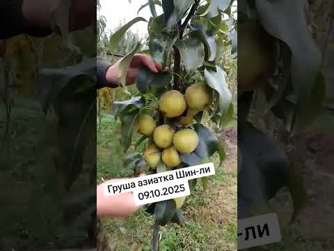 фото саженец азиатской груши 0