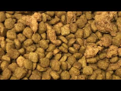 Uncovered Dog Food Causes Indian Meal Moth Infestation in Mantoloking, NJ