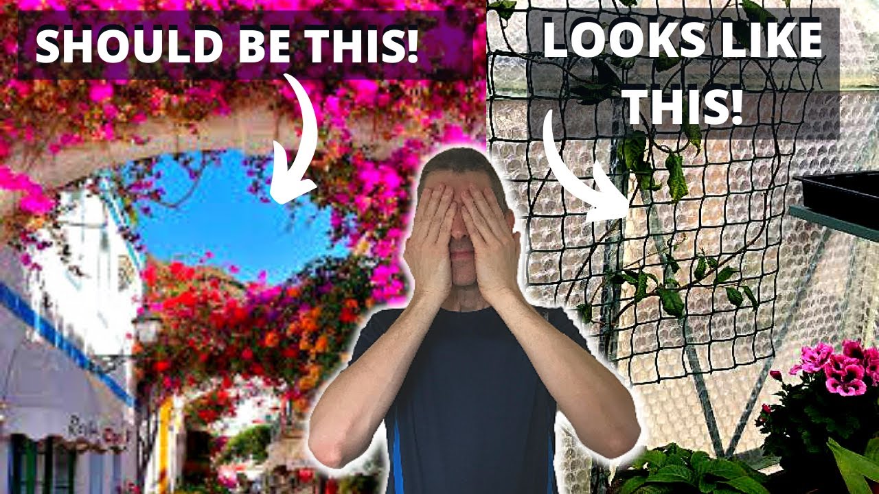 Watch video HOW TO GROW BOUGAINVILLEA IN A COLD CLIMATE (PART 1 OF 3) Now HOW TO GROW BOUGAINVILLEA IN A COLD CLIMATE (PART 1 OF 3)