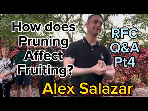Alex Salazar: pt 4: Q&A:Palm Beach RFC: mango tree pruning and its effects on fruit production etc