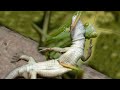 Praying Mantis Attacks And Eats Lizard