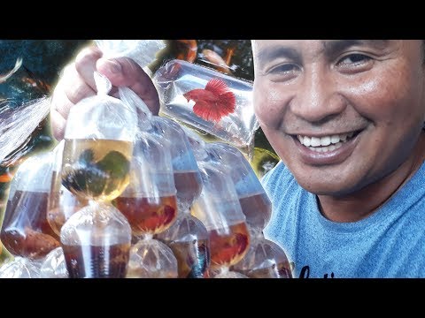 HARVESTING thousands of Betta fish