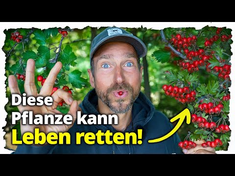Warum jeder über 30 diese Pflanze kennen muss (und wo sie zu finden ist)