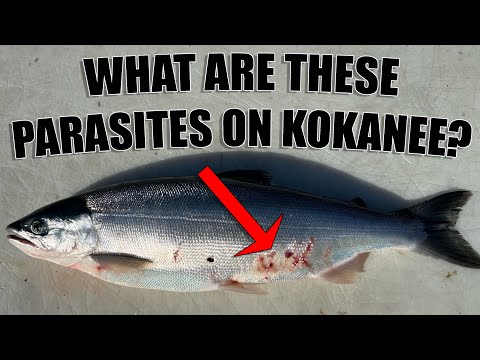 Parasites on Kokanee?