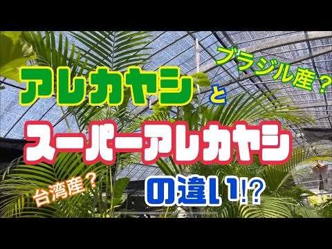 園芸 アレカ、アレカヤシ、ゴールデンヤシ