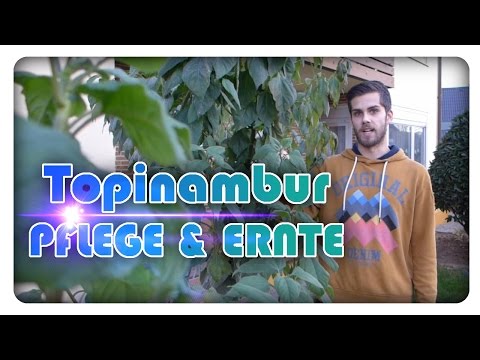 Jerusalem artichoke care and harvesting | Growing Jerusalem artichokes #2