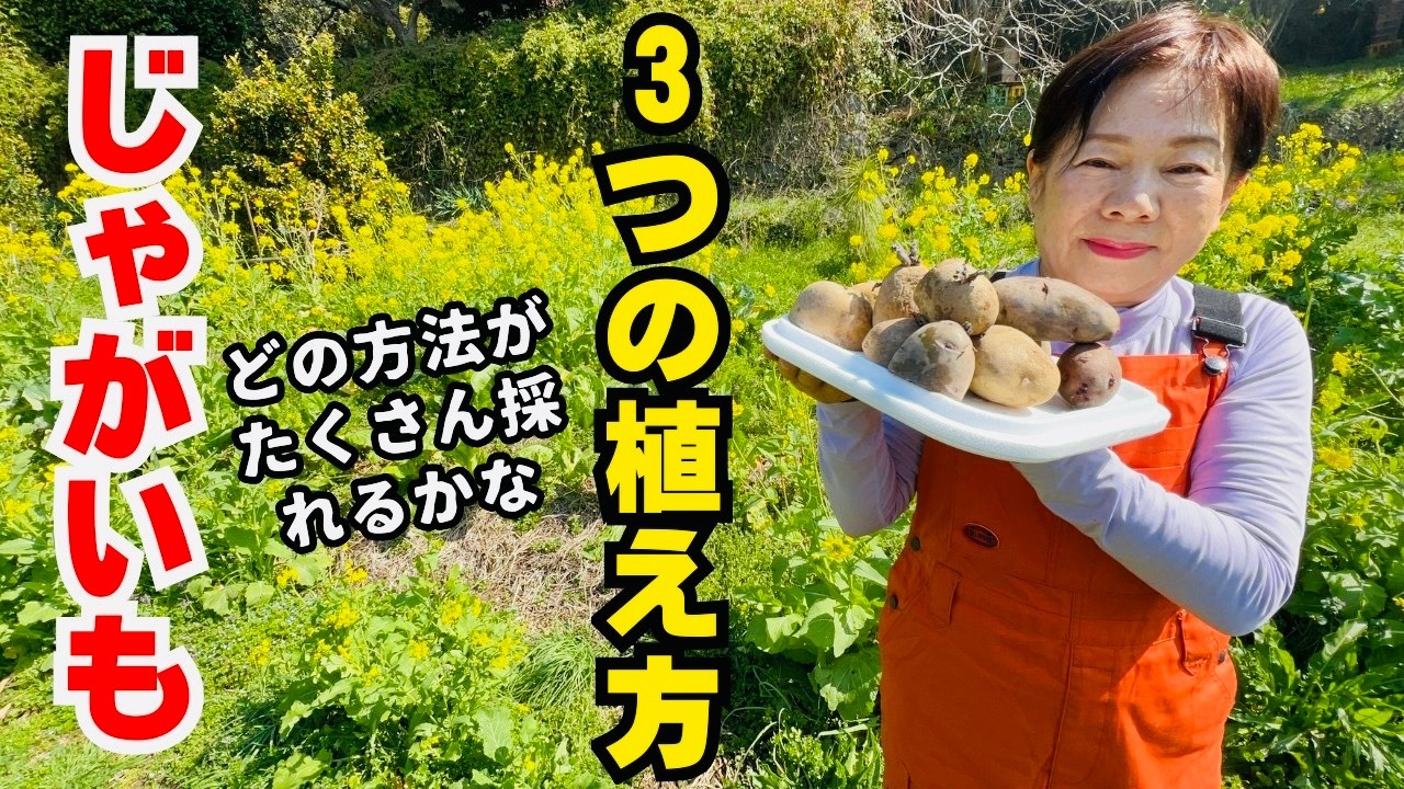 春ですね！ジャガイモを植えていきます。３種類の植え方をご紹介します！