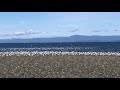 Seagulls Having Lunch During The Herring Run In Qualicum Beach