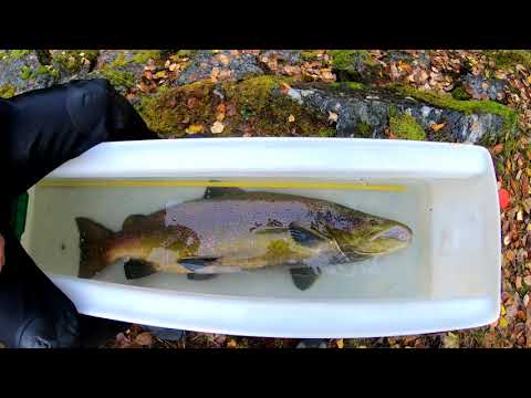 Salmon fishing /for hatchery  Aaroy river 2020