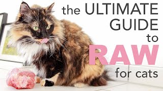RAW FOOD DIET for cats: the BARF diet