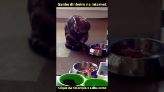 Vídeos engraçados animais funny pets 222#shorts