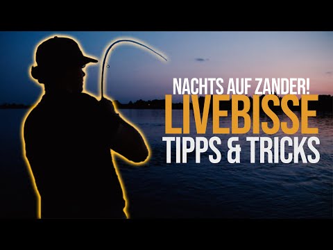 Zanderangeln im Sommer  - Nachts mit Wobbler auf Zander - LIVEBISSE, TIPPS & TRICKS