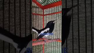 Download lagu PANCINGAN KACER NEMBAK SEBELUM LOMBA.#short #shorts mp3