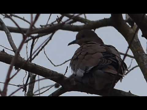 nature in my backyard episode 262 (HD)