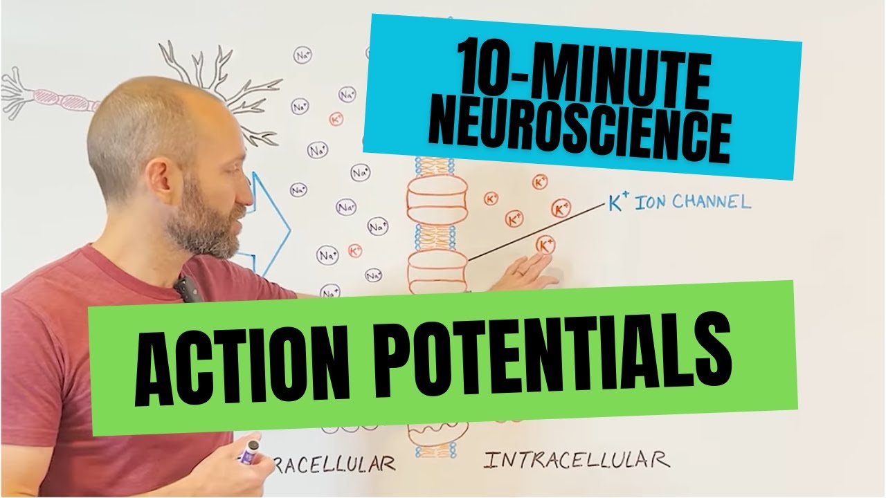 10-Minute Neuroscience: Action Potentials
