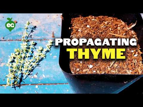 Propagating Thyme My Dirt Simple Method For Success