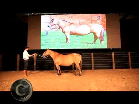 The largest horse auction in the history of Brazil
