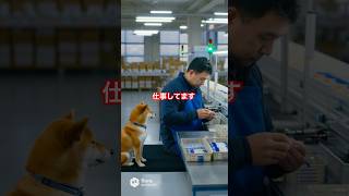 ボールペン工場#柴犬 #animals