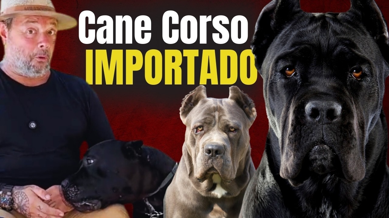 THE MOST POWERFUL GUARD DOG IN THE WORLD!