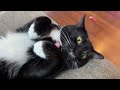Tuxedo Cat Being Adorable