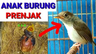 Download lagu Cara meloloh anak burung prenjak serta perkembangannya mp3