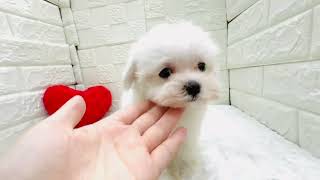 マルチーズの動画01