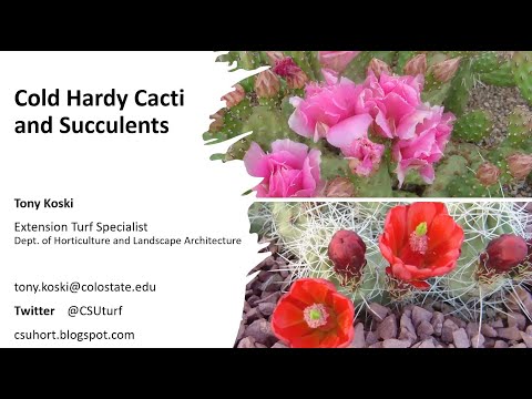 Cold Hardy Cacti and Succulents