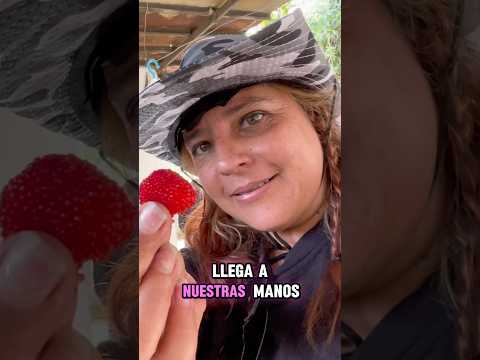 El Alma de la Colonia Tovar: Detrás del Esfuerzo de Nuestros Agricultores