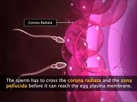 Grade-12 Fertilisation & Implantation-1