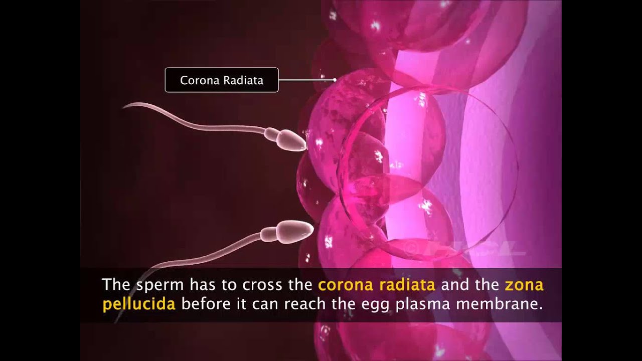 Grade-12 Fertilisation & Implantation-1