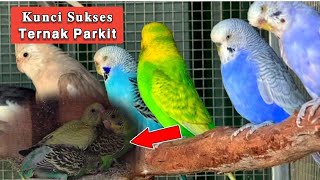 Download lagu KUNCI SUKSES TERNAK BURUNG PARKIT WARNA || Ternak Burung Parkit di Kandang kecil mp3